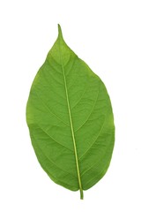 Obraz premium fresh green Combretum indicum leaves on white background