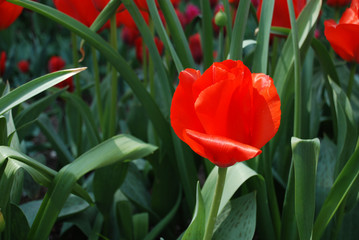 Naklejka premium red tulips in the garden