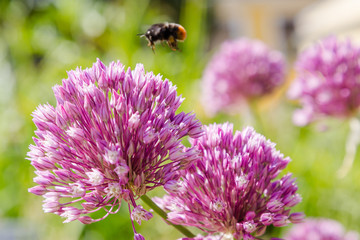 Allium rotundum in garden. Growing bulbous plants in the garden. Honey plants in the garden. Bees on flowers.