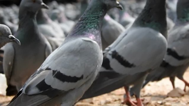 Pigeons eating grains in Jaipur, Rajasthan, India