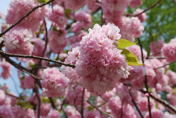 cherry tree blossom in spring