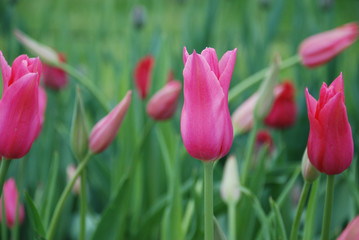 Fototapeta premium red tulips in the garden