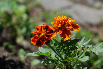 orange flowers in the garden
