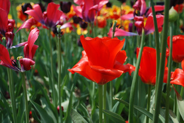 red tulips in the garden