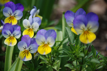Fototapeta premium flowers in garden