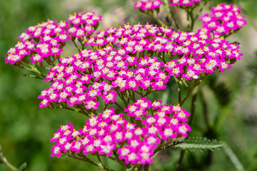 Achillea millefolium, known commonly as yarrow. Magenta bright yarrow flower (Achillea millefolium) over grass background.