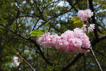 blooming cherry tree in spring