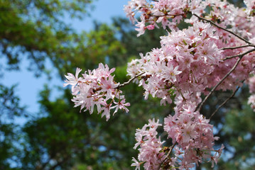 blooming cherry tree in spring