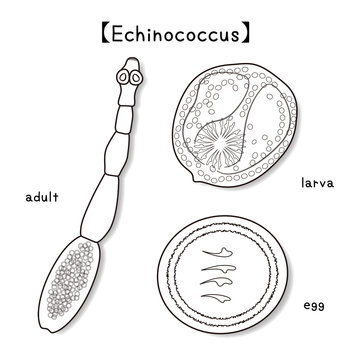 寄生虫 エキノコックス Echinococcus 成虫 幼虫 卵 ベクター イラスト