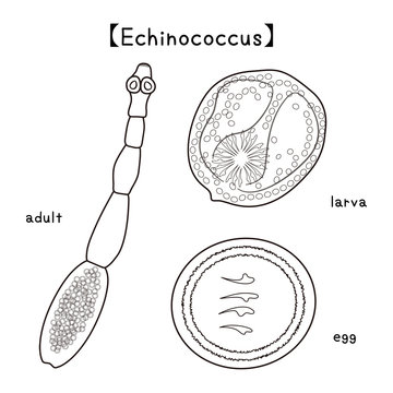 寄生虫 エキノコックス Echinococcus 成虫 幼虫 卵 ベクター イラスト