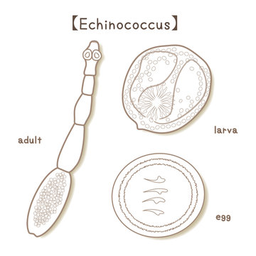 寄生虫 エキノコックス Echinococcus 成虫 幼虫 卵 ベクター イラスト