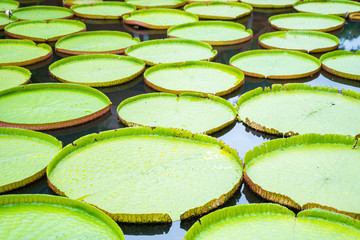 green victoria waterlily big lotus in canal
