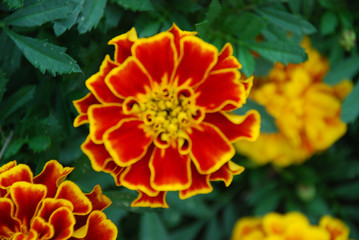 Obraz na płótnie Canvas closeup of flower