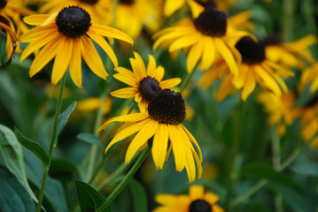 bee on a sunflower