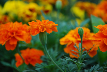 red flowers in the garden