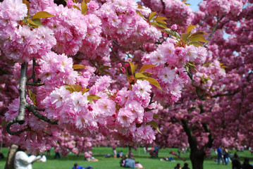 blooming cherry tree in spring