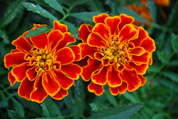 red flower in the garden