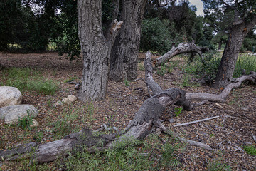 open dry natural park with california live oak trees, rocks, and grass weeds