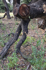 california live oak tree branches, twigs, and leaves