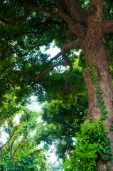 Tokyo Shinjuku Park, tree trail,