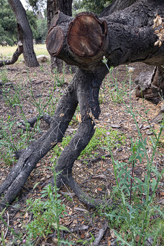 California Live Oak Tree Branches, Twigs, And Leaves