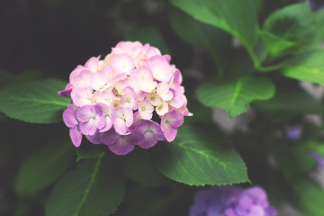 Close-up of beautiful hydrangea flower.