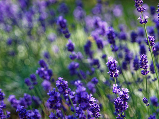 札幌のラベンダー