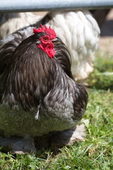 chinesisches Zwerghuhn - Haushuhn