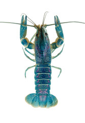 Blue crayfish live in water isolated from white background. Top view.