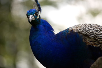 Pfau - Portrait