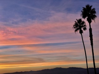 Fototapeta premium palm trees at sunset