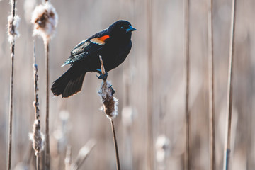 Black Bird 2