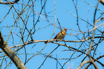 Female Cardinal