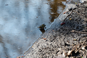 Frog in Pond