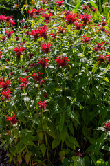 Obraz premium Red flower of monarda, blossom monarda in garden
