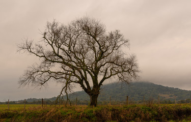 Naklejka na ściany i meble The silhouette of the tree on cloudy day