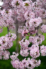 美しい桜の花のアップ