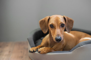 Cute dachshund in the bed