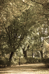 Footpath or trail for relaxation in autumnal park. Aged photo