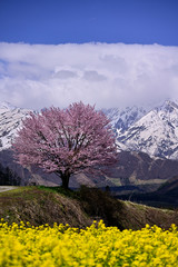 Obraz na płótnie Canvas 野平の一本桜と雪山