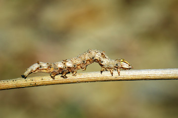Image of brown caterpillars on the branches on a natural background. Insect. Animal.