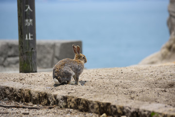 うさぎ