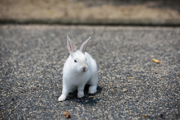 うさぎ