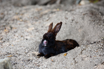 うさぎ