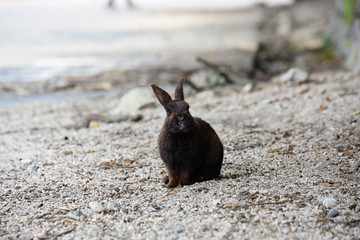 うさぎ