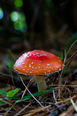 Fairytale red mushroom in forest