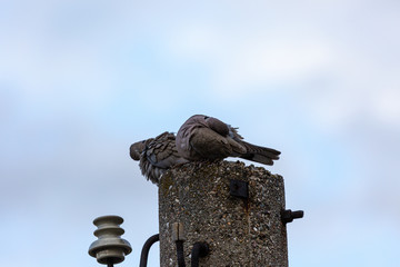 Pigeons on post