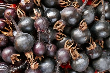 Black rosehip berries close-up background. Useful medicinal plant. Vitamin C. Harvest Rose Hip.
