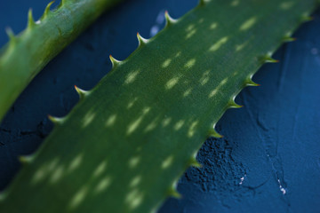 aloe leaf close up