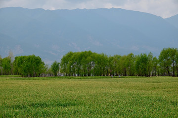 Wide green farmland at afternoon. Mountains and trees background. Relaxing Idyllic countryside scenery. In Dali Yunnan China 